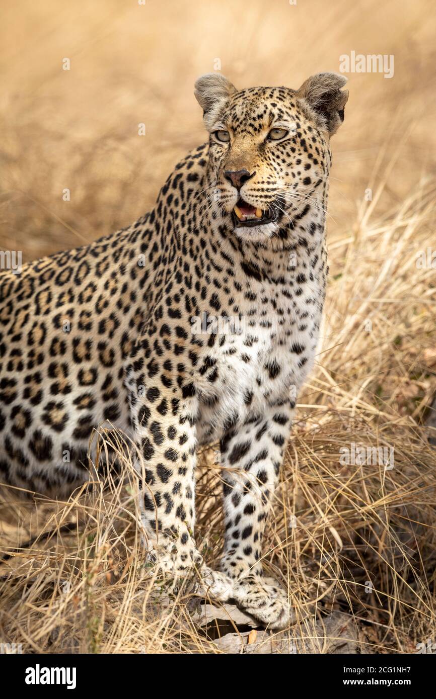 Vertical portrait of an adult male leopard looking alert in Kruger Park in South Africa Stock Photo