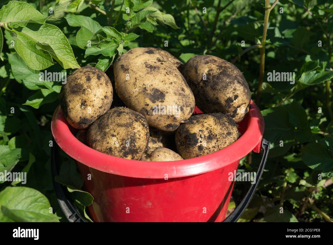 A red plastic bucket stands filled with white potatoes among green potato haulm. Close-up. Stock Photo