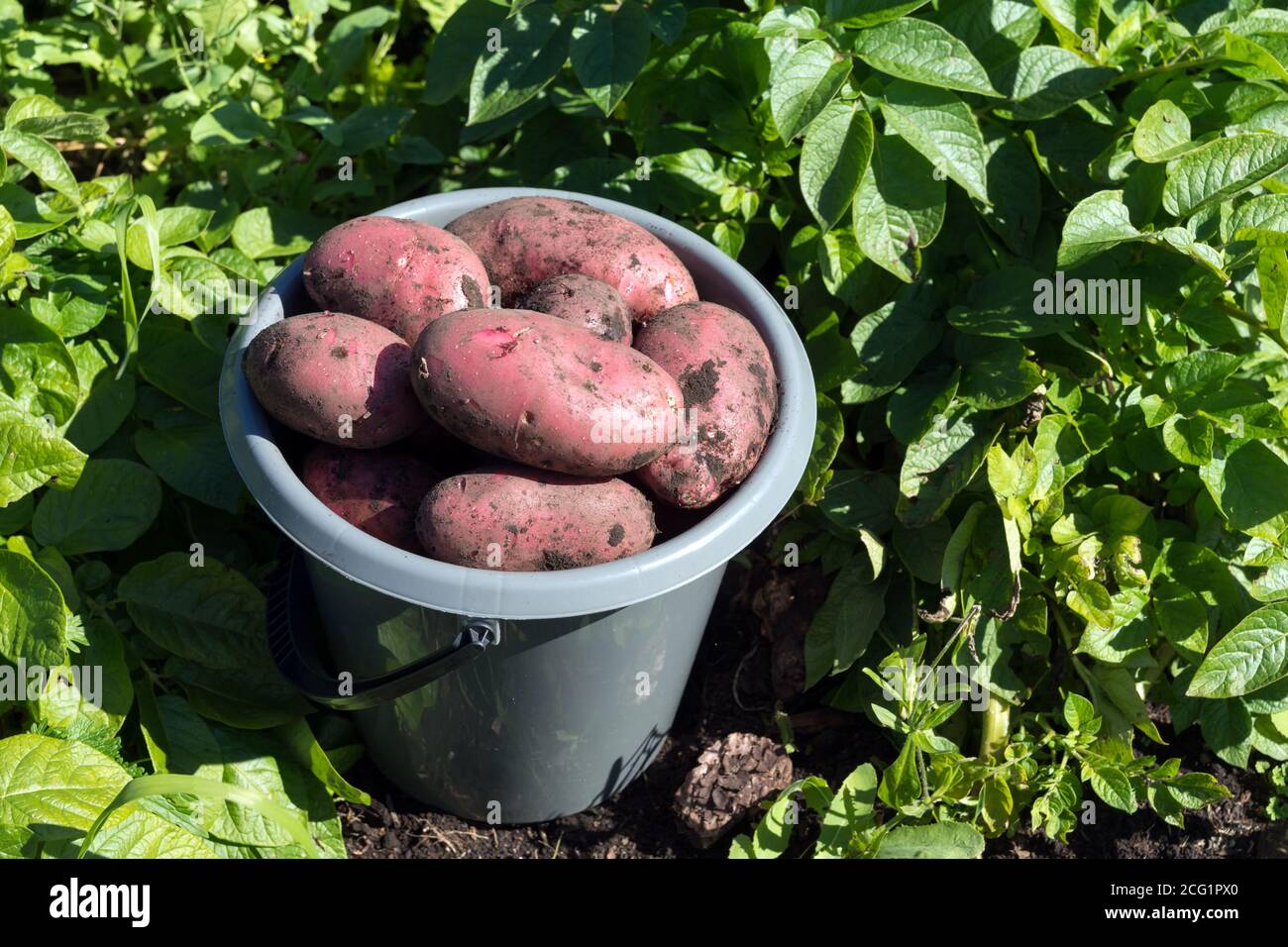 A gray plastic bucket stands filled with red potatoes among green potato tops, at harvest time. Stock Photo