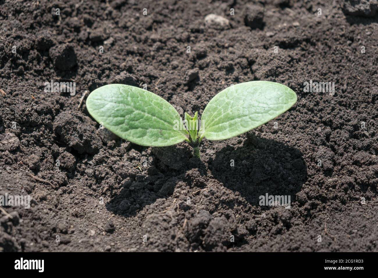 Cotyledons of a white vegetable marrow hatch out of the ground in a garden in a vegetable garden. Stock Photo