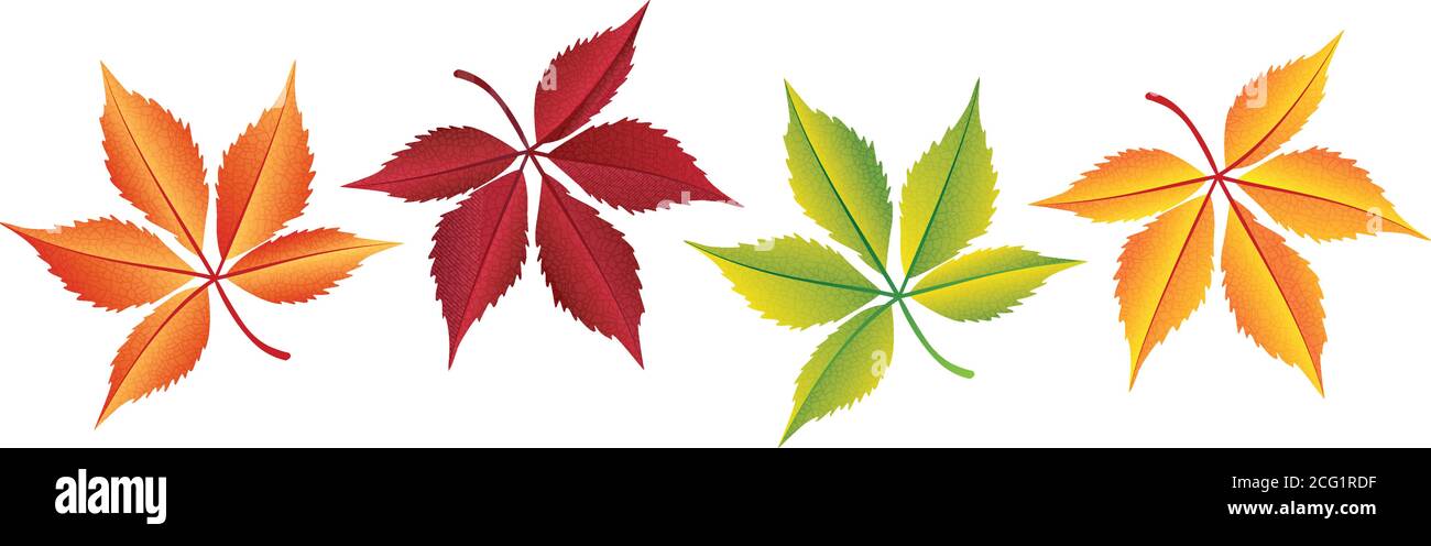 Autumn colorful leaves set, isolated on white background Stock Vector ...