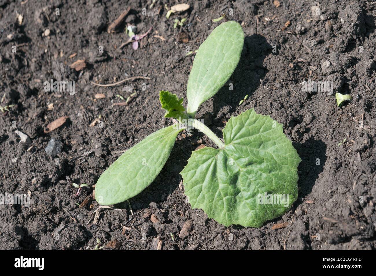 A young sprout of a white vegetable marrow grows on a bed in a vegetable garden. Stock Photo