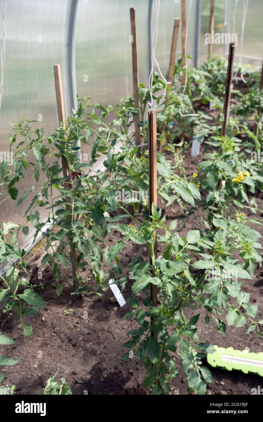 Strong young tomato seedlings grow in a greenhouse, tied to supports. Stock Photo