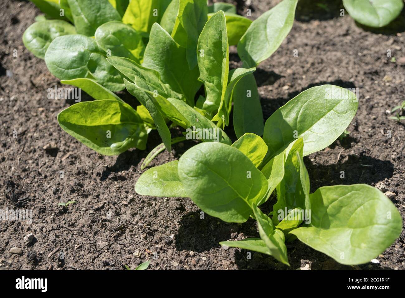 Seedlings of oleifinous spinach hatched out of the ground in a garden in a vegetable garden. Stock Photo