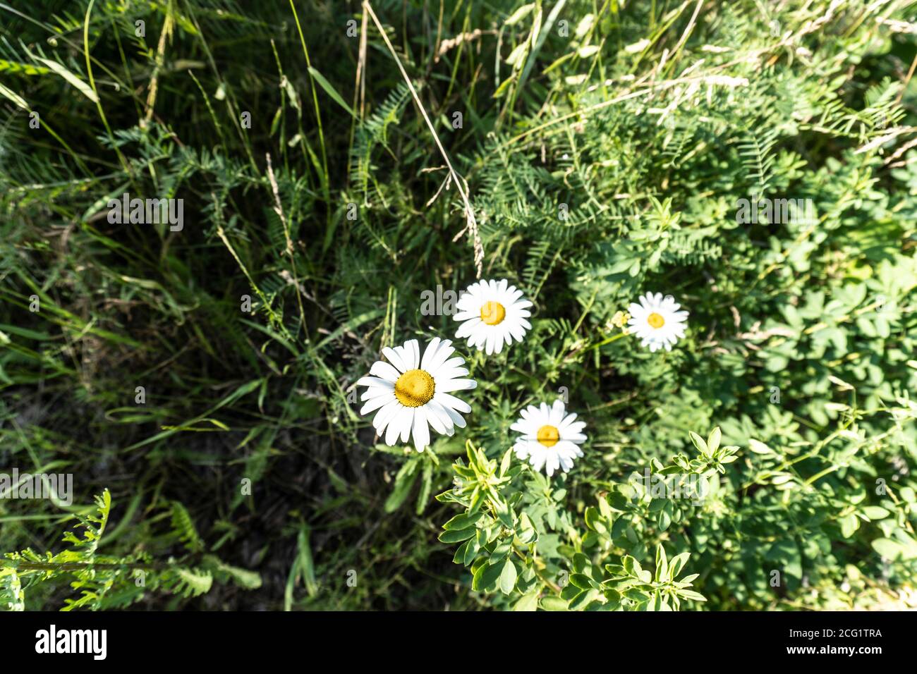 Photos of wildflowers hi-res stock photography and images - Alamy