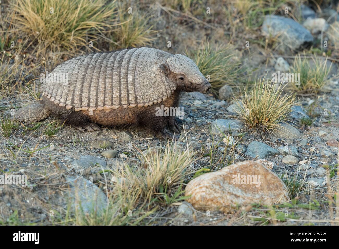 The Big Hairy Armadillo, Chaetophractus villosus, is the largest and most numerous of the armadillo species in South America.  Los Glaciares National Stock Photo