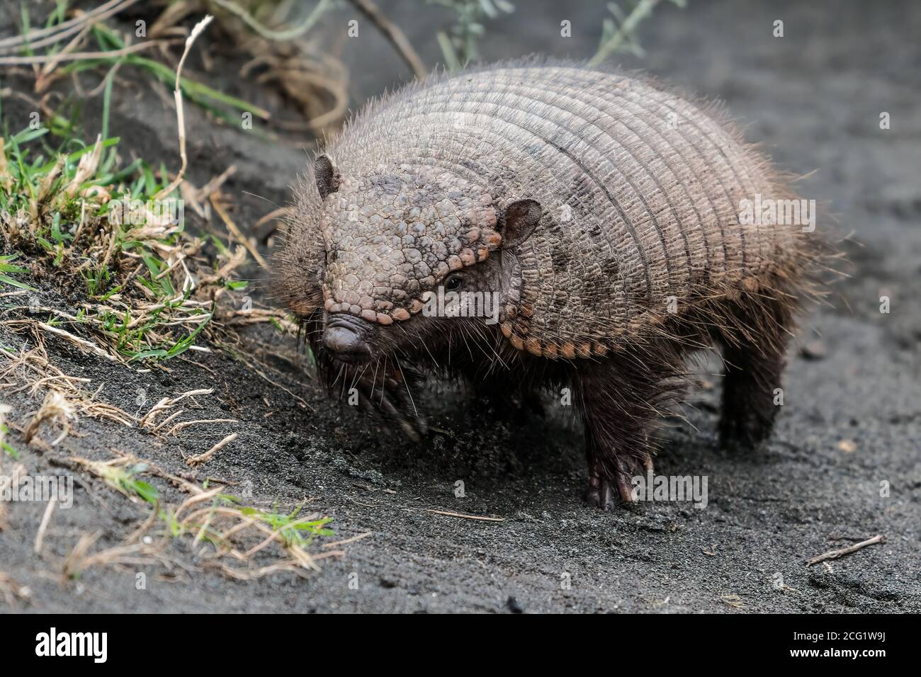 The Big Hairy Armadillo, Chaetophractus villosus, is the largest and most  numerous of the armadillo species in South America. Torres del Paine Nation  Stock Photo - Alamy