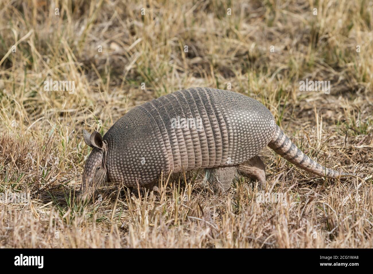 The Nine-banded Armadillo or Long-nosed Armadillo, Dasypus novemcinctus, is widespread throughout the southeastern U.S.  southward through South Ameri Stock Photo