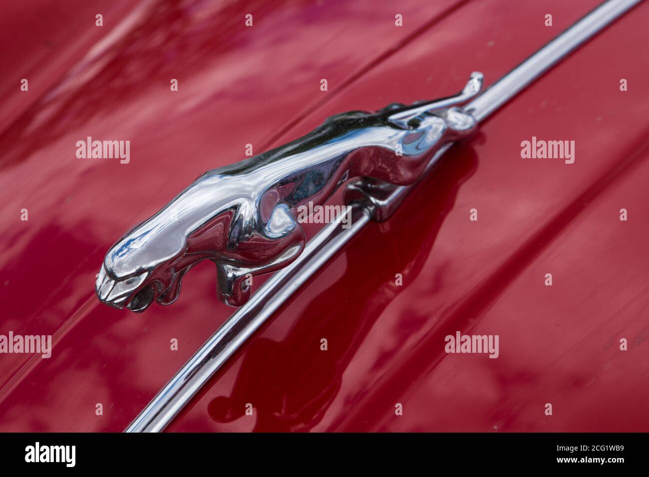 The jaguar hood ornament on a classic 1959 Jaguar XK150 S sports car