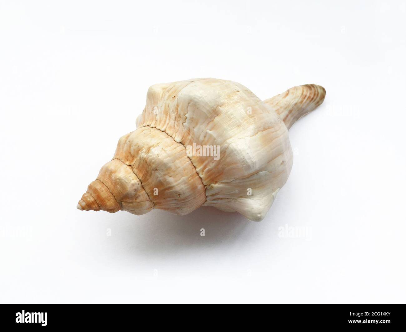 Sea shell isolated on white background Stock Photo