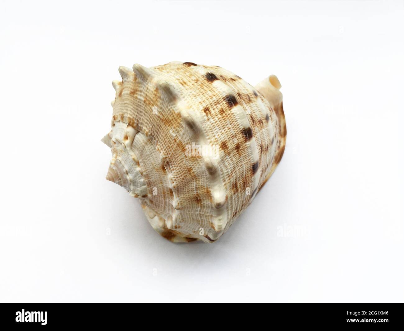 Sea shell isolated on white background Stock Photo