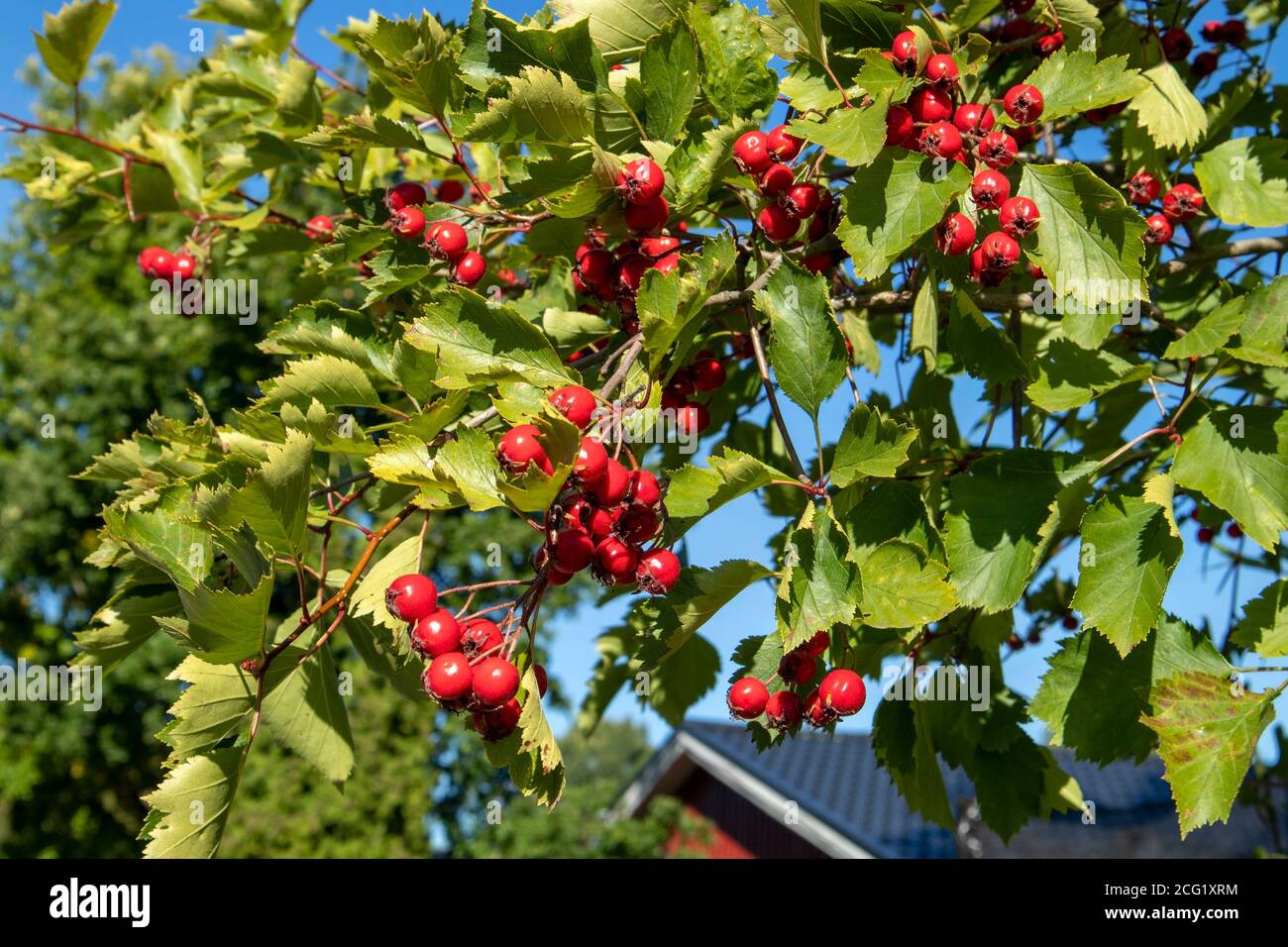 Fanleaf hawthorn berries, Crataegus flabellata Stock Photo