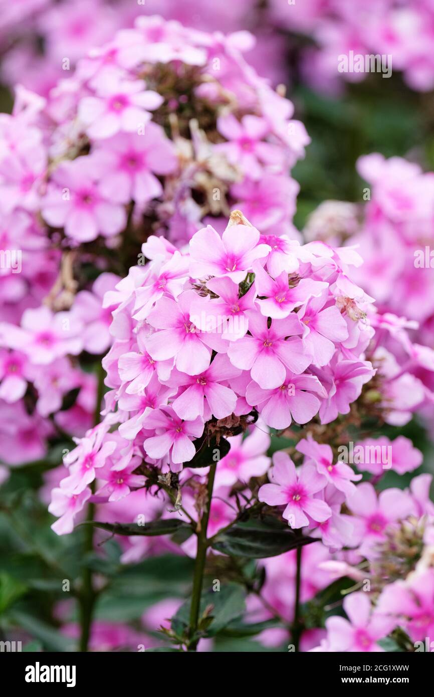 Pink flowers with dark red eyes of phlox paniculata 'Eva Cullum'. Garden phlox 'Eva Cullum'. Summer Phlox 'Eva Cullum' Stock Photo