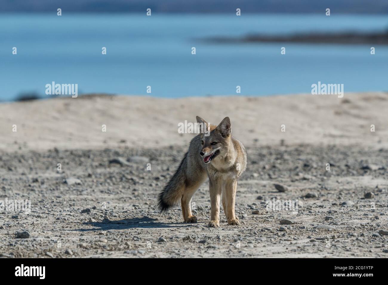 The South American Gray Fox, Lycalopex griseus, is also known as the chilla, the gray zorro or the Patagonia Fox. They are commonly found throughout P Stock Photo