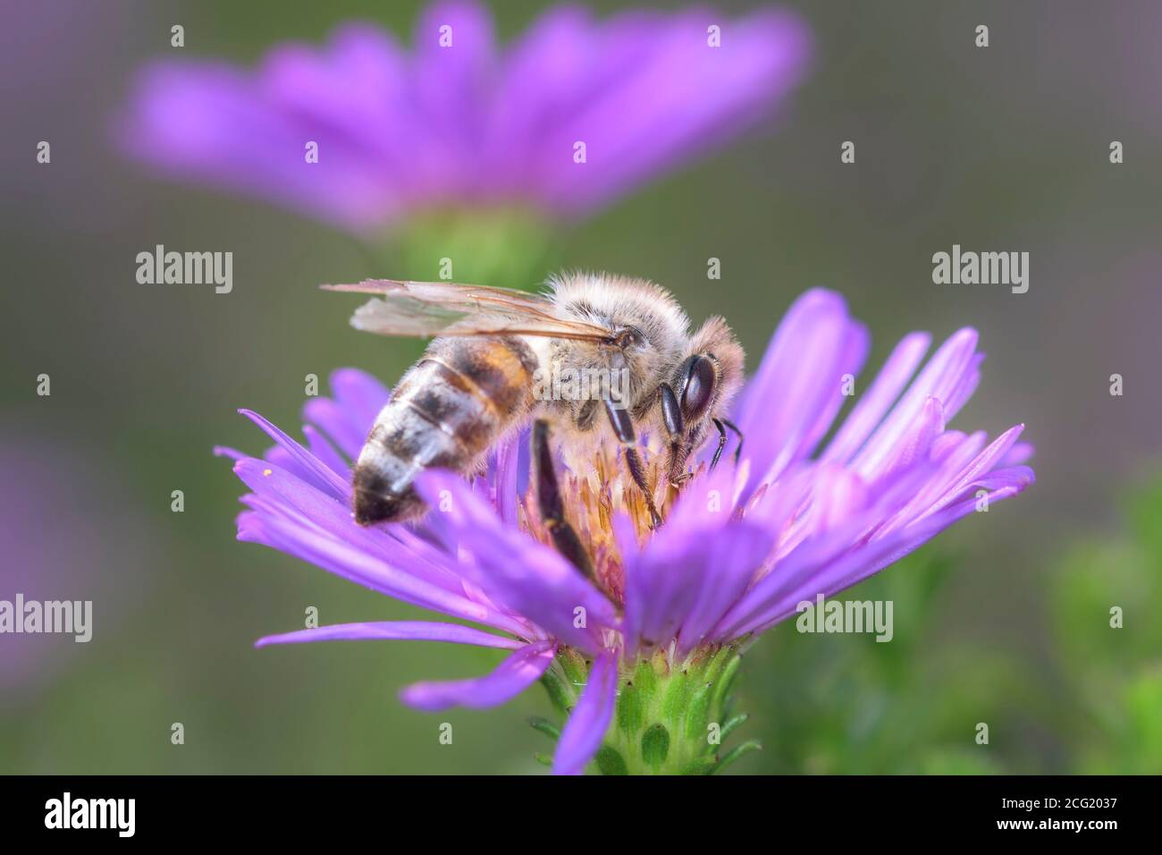 Bee - Apis mellifera - pollinates a blossom of the rice button aster or bushy aster - Aster dumosus Stock Photo