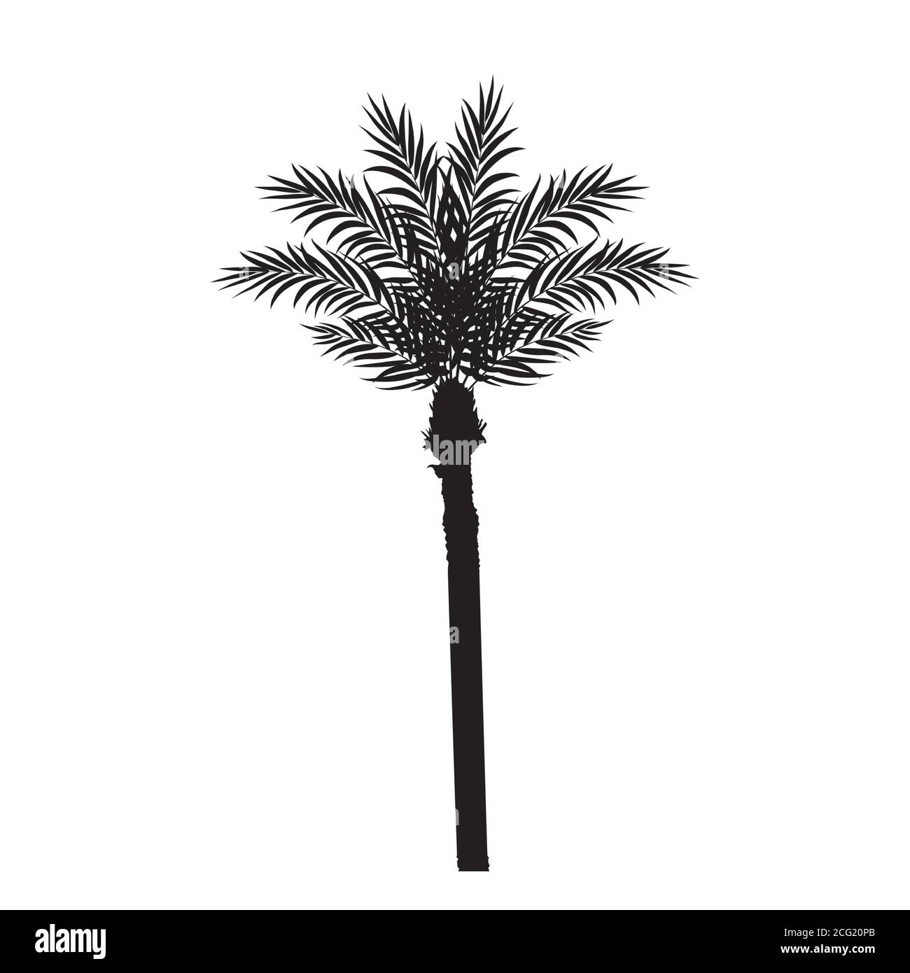 Beautiful Palm Tree Leaf Silhouette Background Vector Illustration