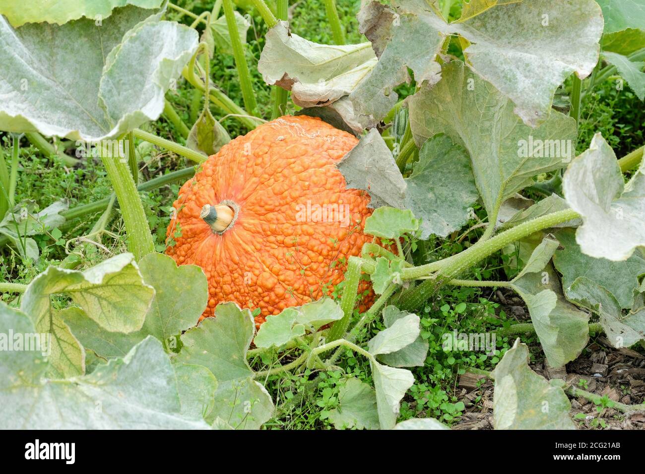 Bumpy, thick, red-orange skin of Pumpkin 'Red Warty Thing'. Cucurbita maxima 'Red Warty Thing'. 'Red Warty Thing' squash growing Stock Photo