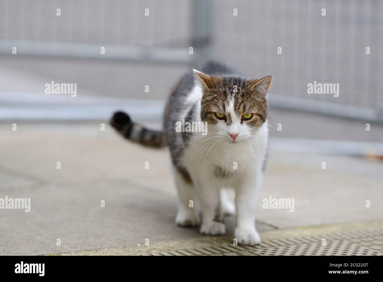 Larry the Cat, official Chief Mouser to the Office, in Downing