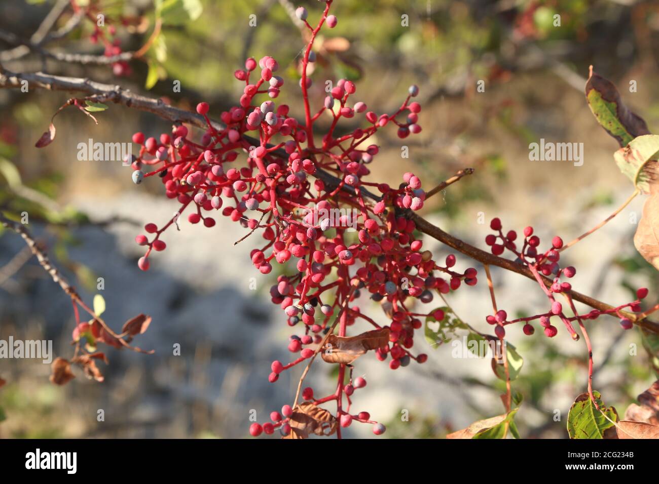 Berries of wild wine hi-res stock photography and images - Alamy