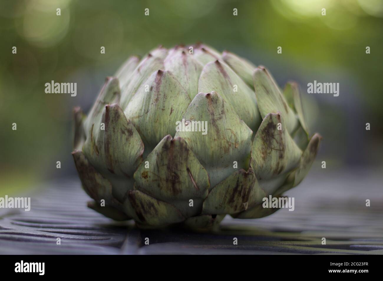 Green globe artichoke with soft blurred background with copy space  Stock Photo