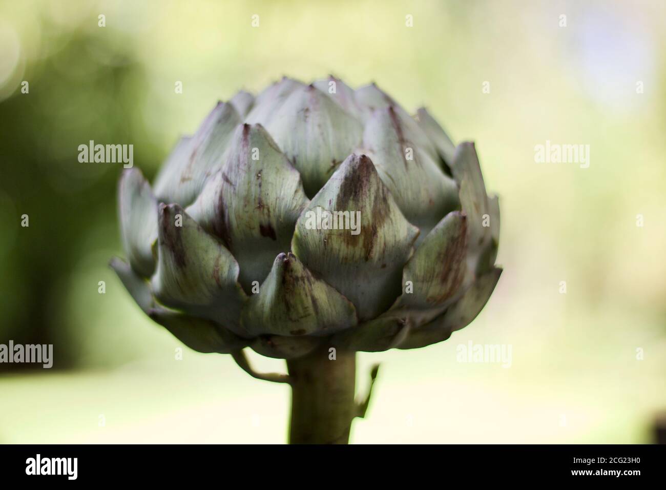 Single globe artichoke against soft pale green background with copy space Stock Photo