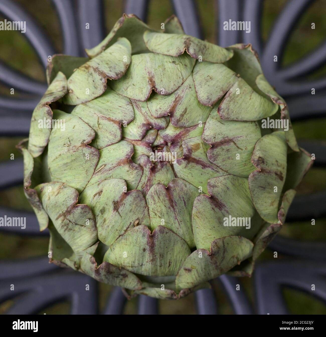 Globe artichoke from above showing close up detail of leaves Stock
