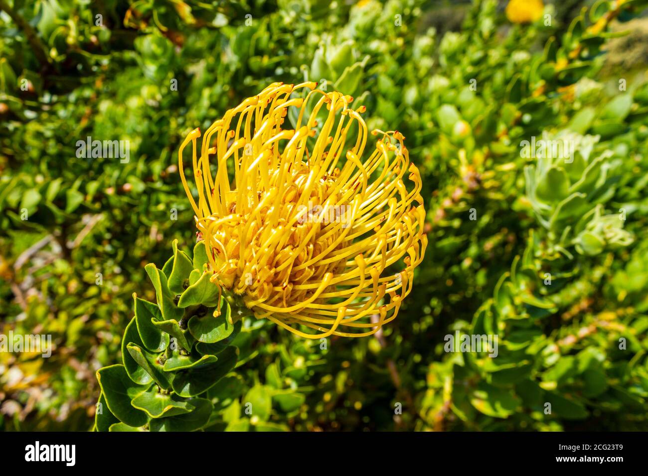 Leucospermum Patersonii Silveredge Pincushion Yellow Fynbos in Cape Town. Stock Photo