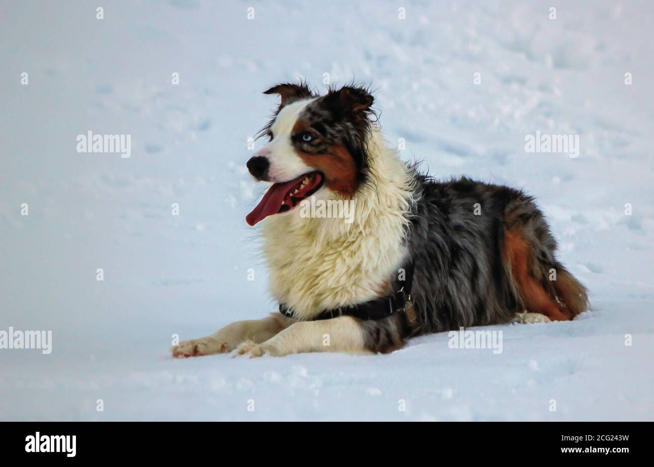 Peaceful australian shepherd dog in the snow Stock Photo
