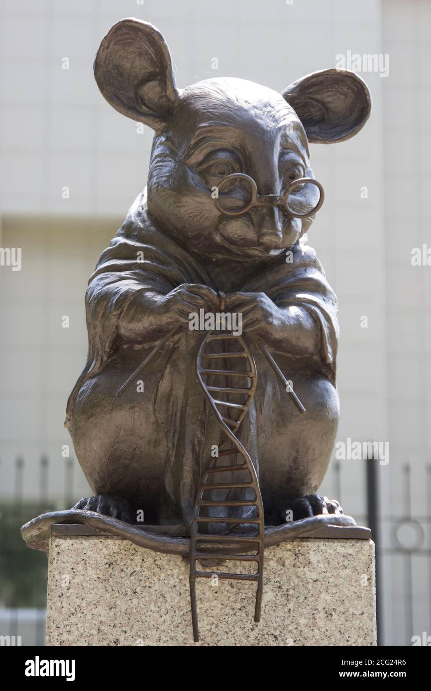 sibirien mouse[ Monument to the laboratory mouse is a sculpture in the city of Novosibirsk  in Siberia, Russia. The mighty mouse, with glasses, dressed in a lab coat  Stock Photo - Alamy