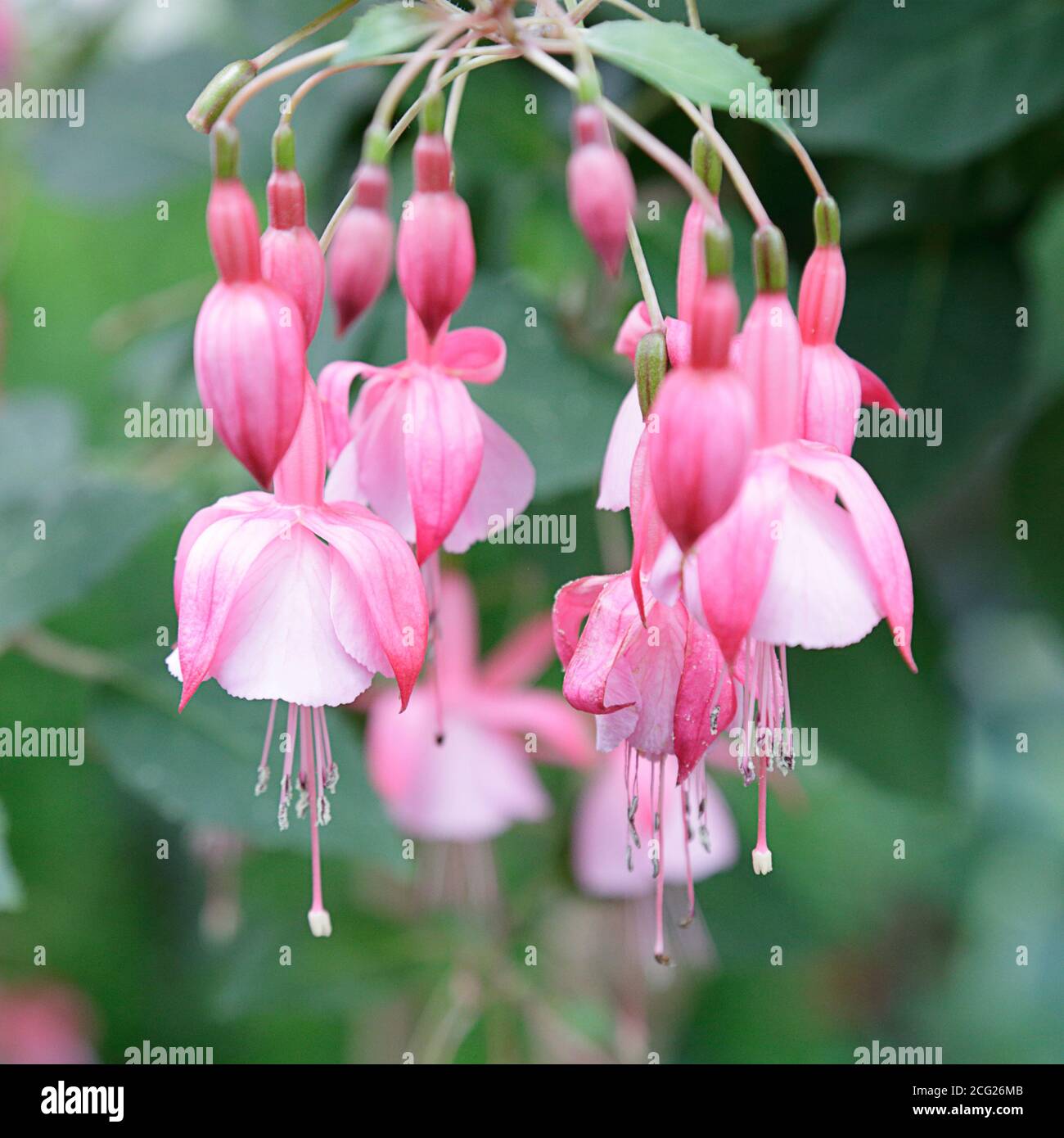Fuchsia magellanica in an ornamental garden Stock Photo - Alamy