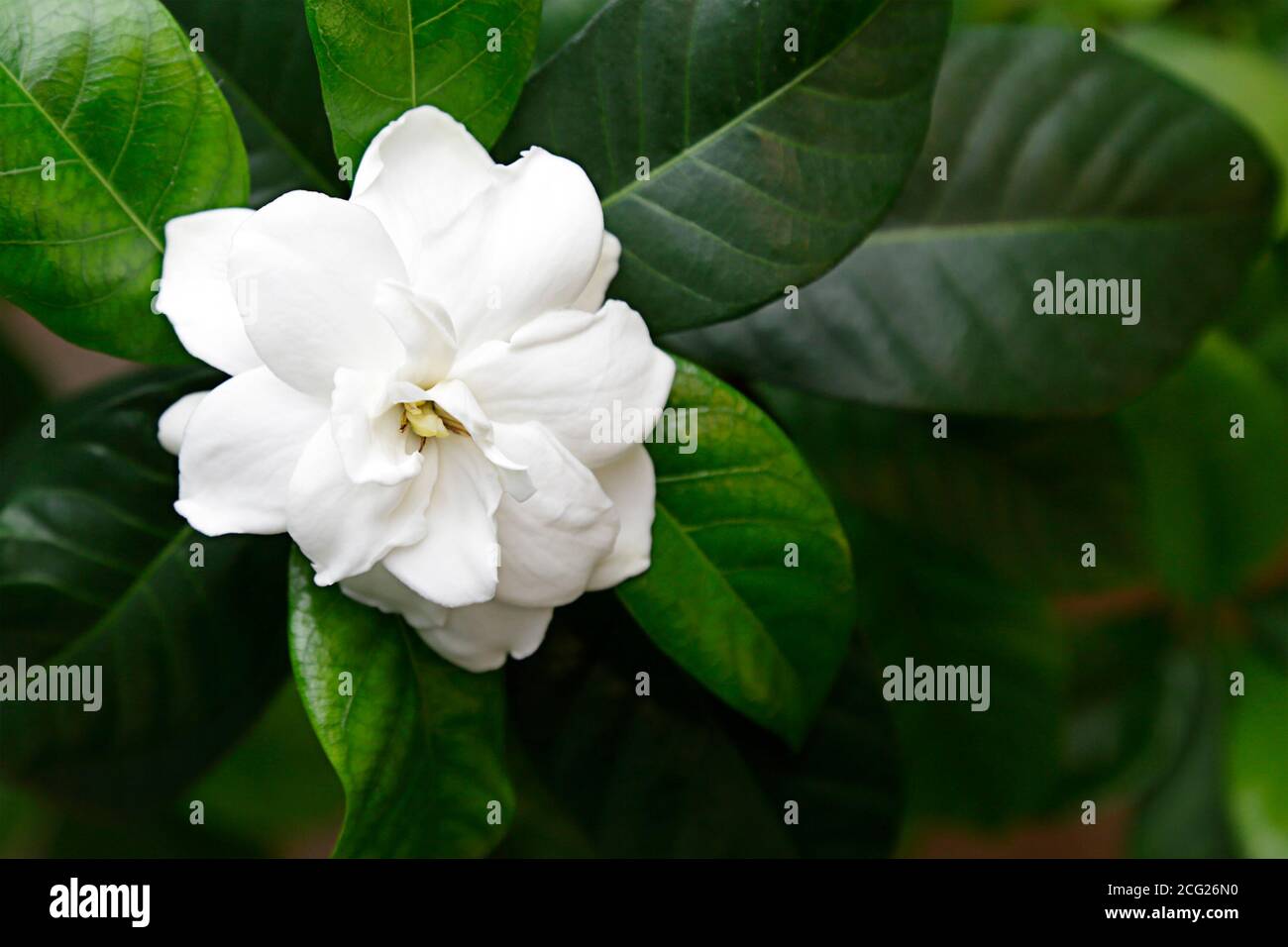 White gardenia flower Stock Photo Alamy