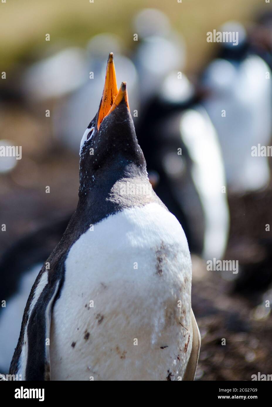 Gentoo Penguins Living Their Lives In Their Natural Habitat Stock Photo gentoo-penguins-living-their-lives-in-their-natural-habitat-stock-photo