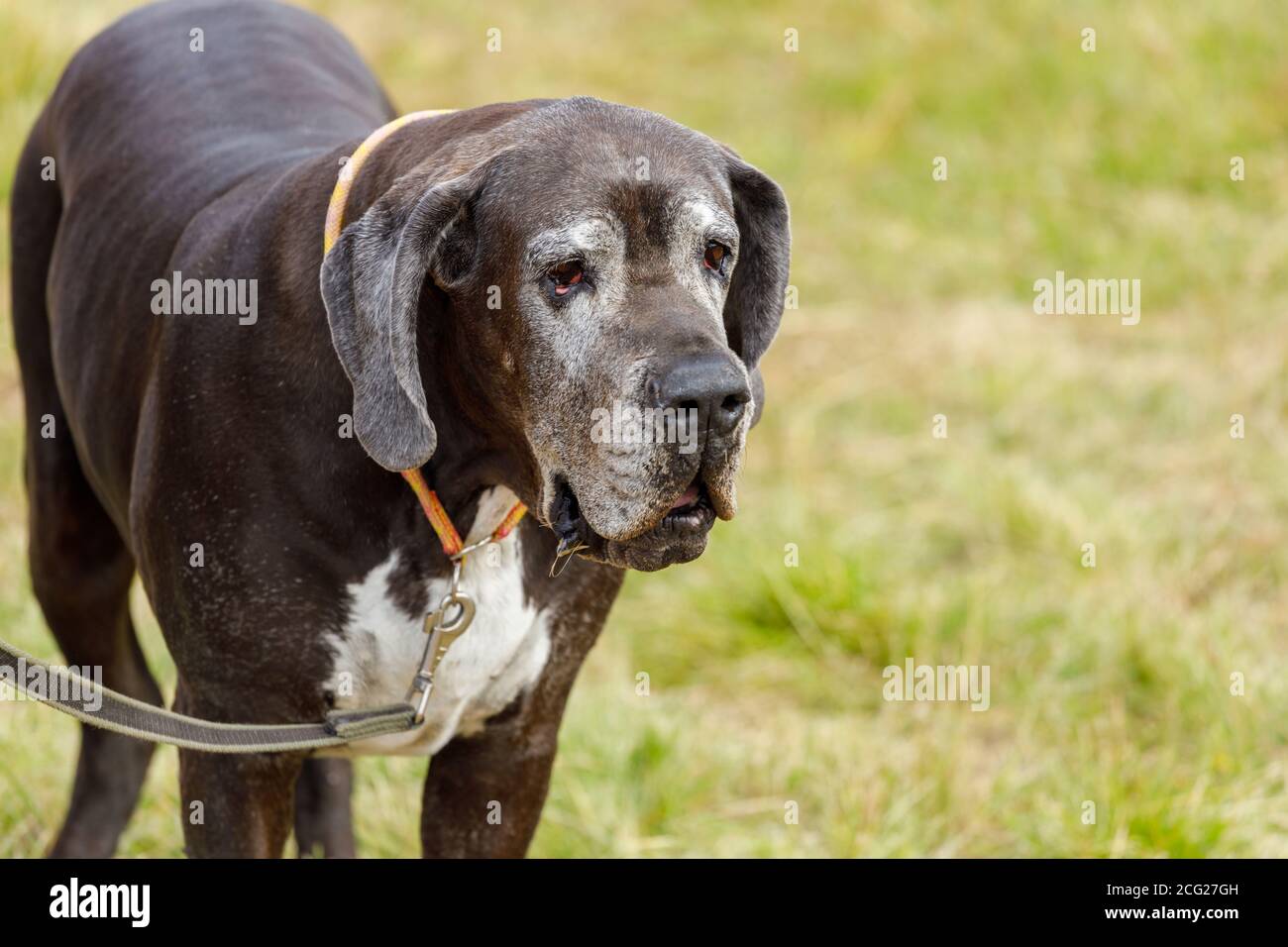 Great Dane with hanging ears on a leash outdoors in summer Stock Photo