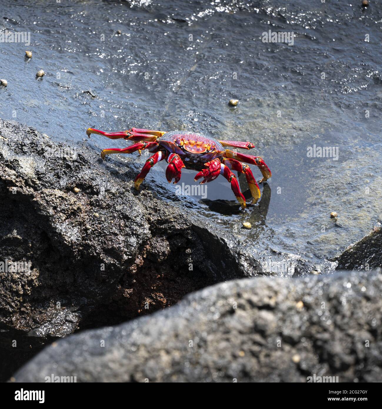 red cliffcrab Stock Photo