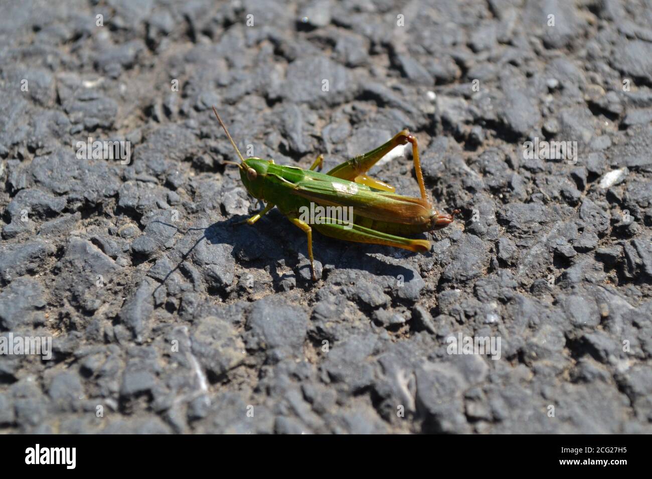 Green Grasshopper pausing on tarmac between leaps. Stock Photo