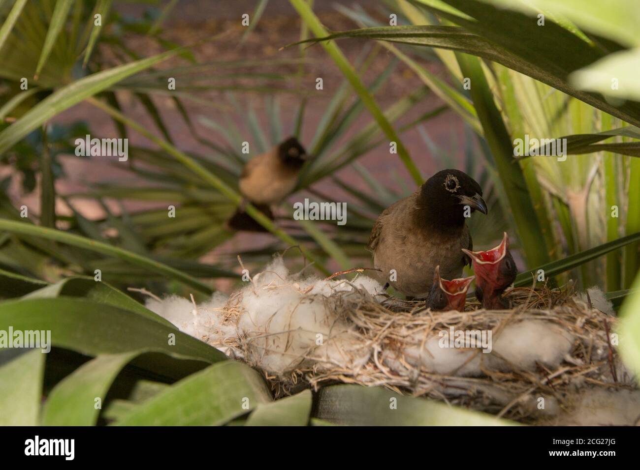 Two Hatchlings in a nest being fed by their parent Yellowvented Bulbul