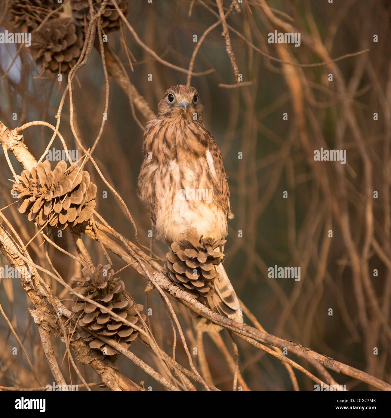 Common kestrel (Falco tinnunculus) perched on a branch. This bird of prey is a member of the falcon (Falconidae) family. It is widespread in Europe, A Stock Photo