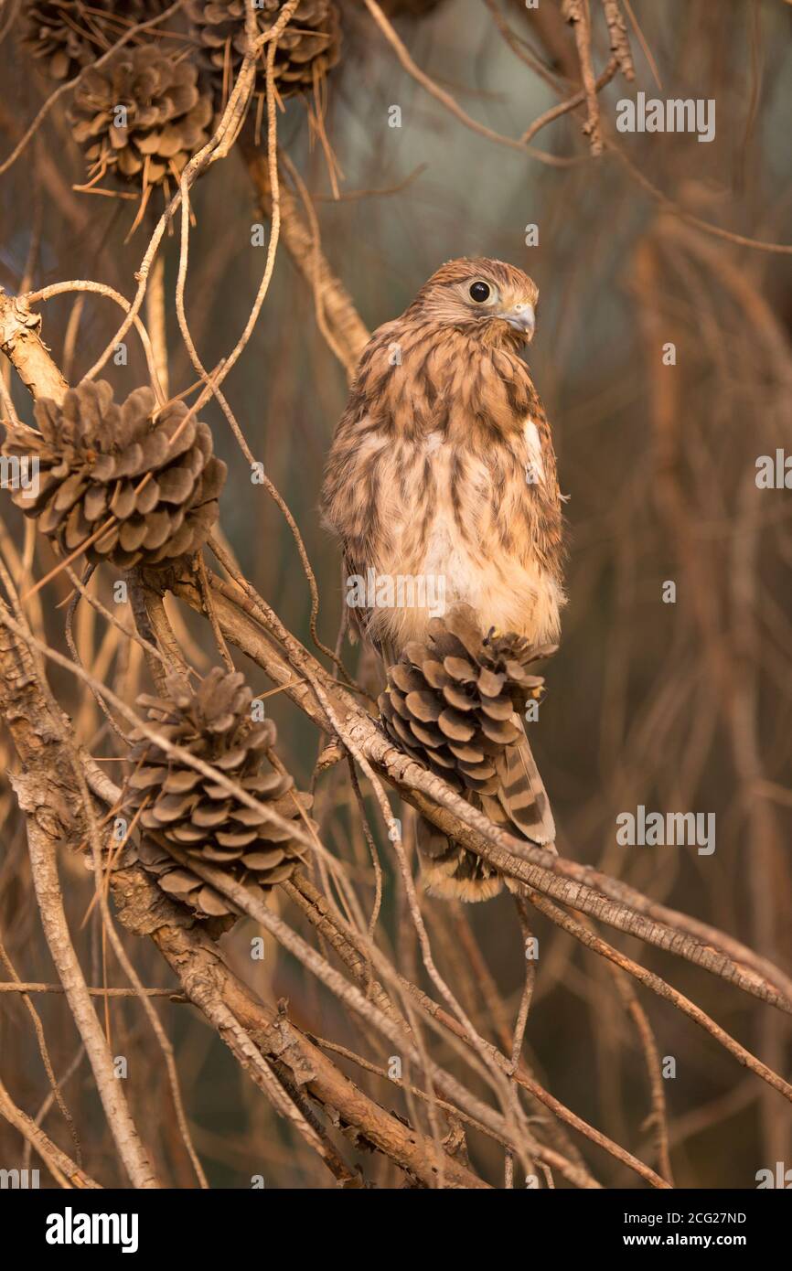 Common kestrel (Falco tinnunculus) perched on a branch. This bird of prey is a member of the falcon (Falconidae) family. It is widespread in Europe, A Stock Photo