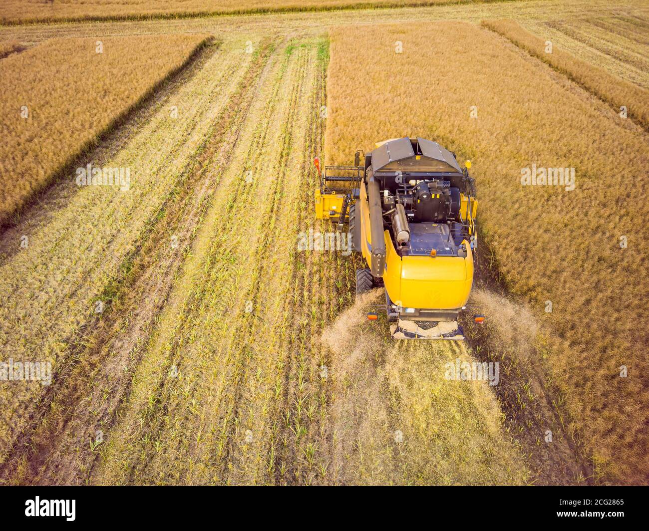Combine Harvester Working on The Large Wheat Field. Aerial View of ...