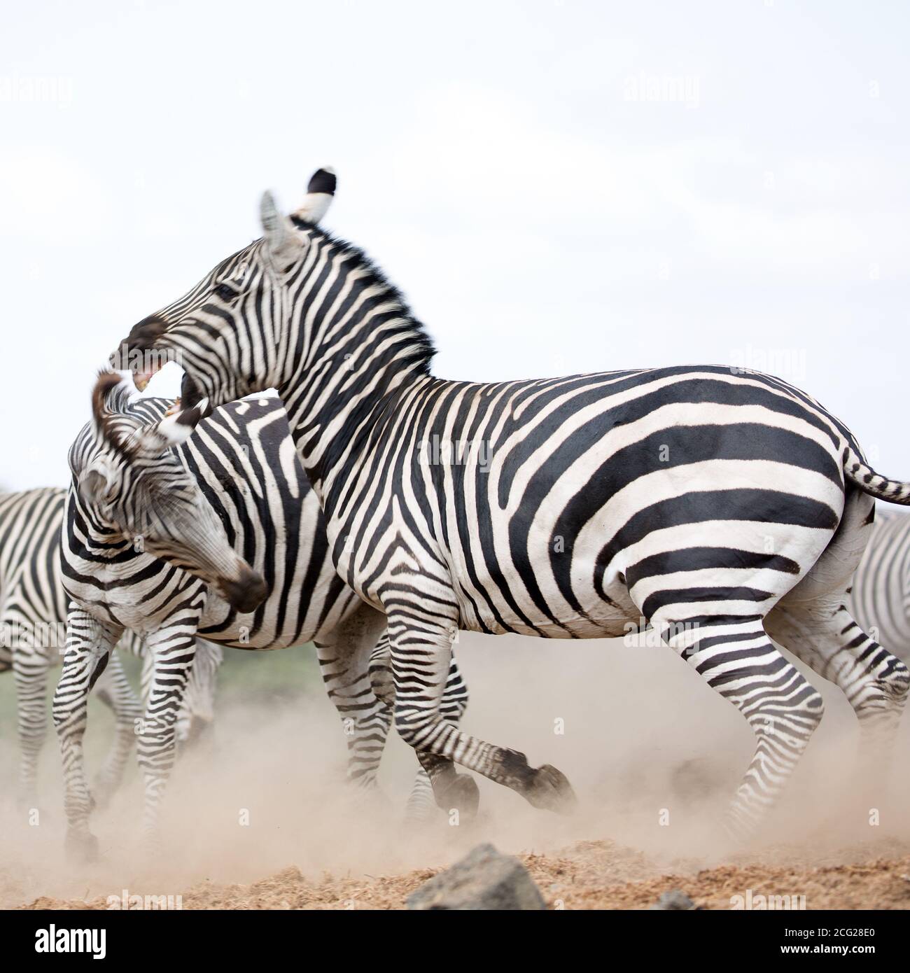 Two Zebra (Equus quagga) drinking from a waterhole. Kenya. Square  Composition Stock Photo - Alamy