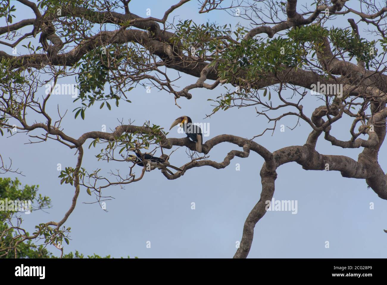 Rhyticeros undulatus, hornbill indonesia borneo Stock Photo