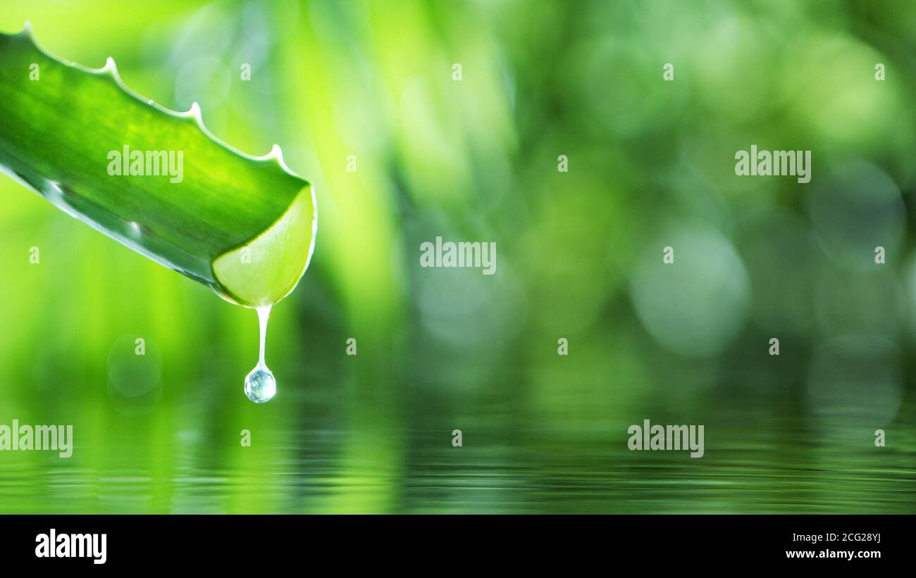 Dropping aloe vera liquid from leaf. Shot on super macro lens, low depth of  focus. Skin care and wellness concept. Free space for text Stock Photo -  Alamy
