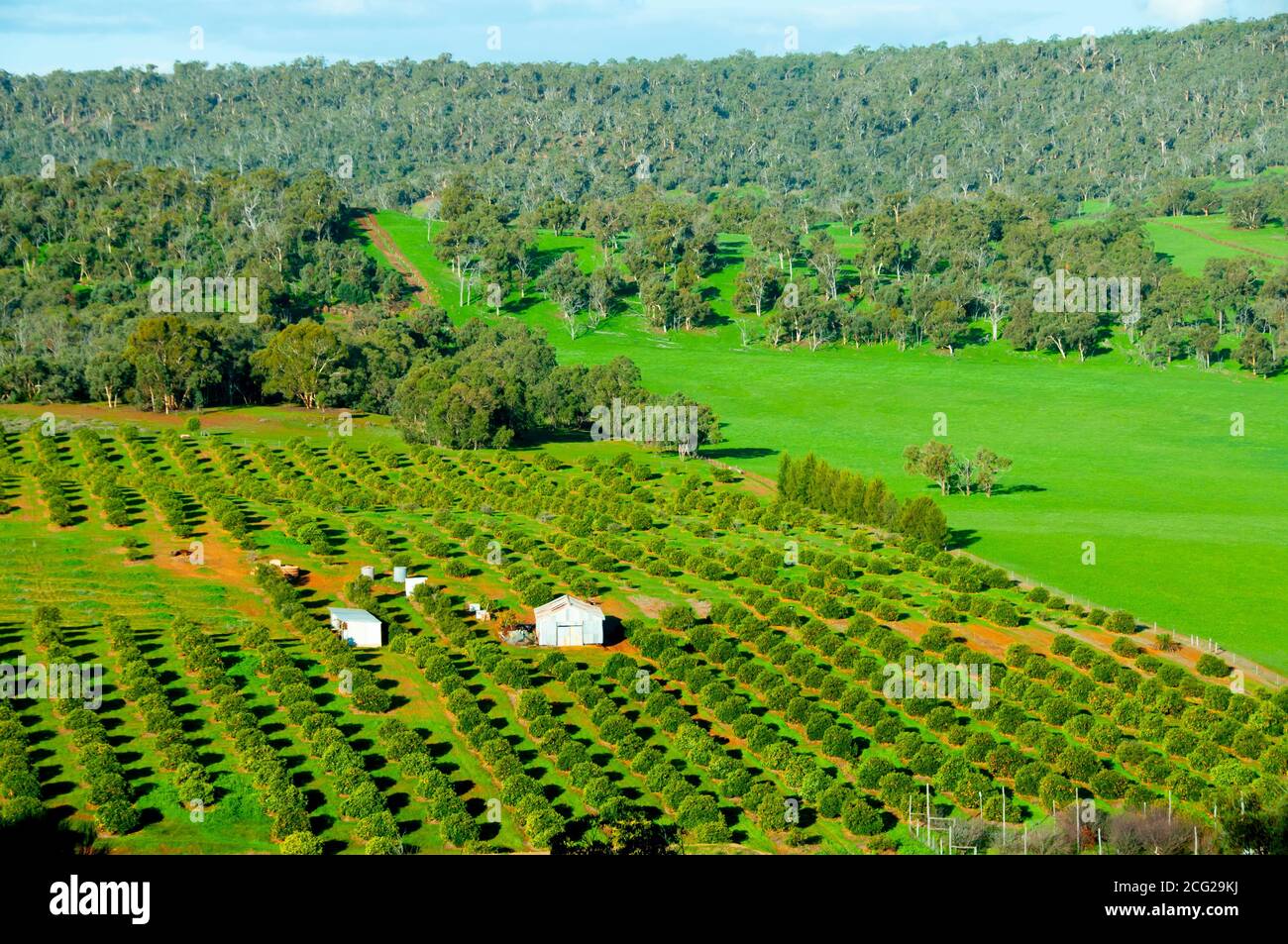 Orange Plantation Western Australia Stock Photo Alamy