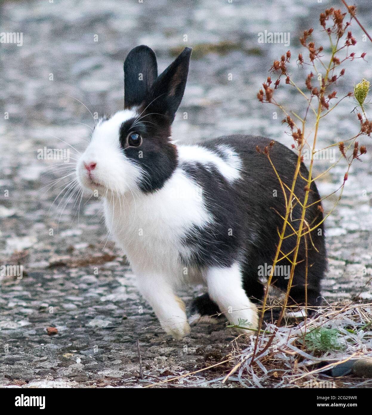 Young female domestic Hollander rabbit Stock Photo