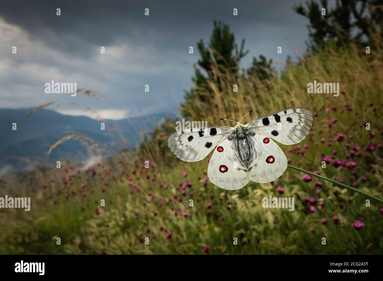 Apollo (Parnassius apollo) in wildflower meadow, Rhodope Mountains, Bulgaria Stock Photo