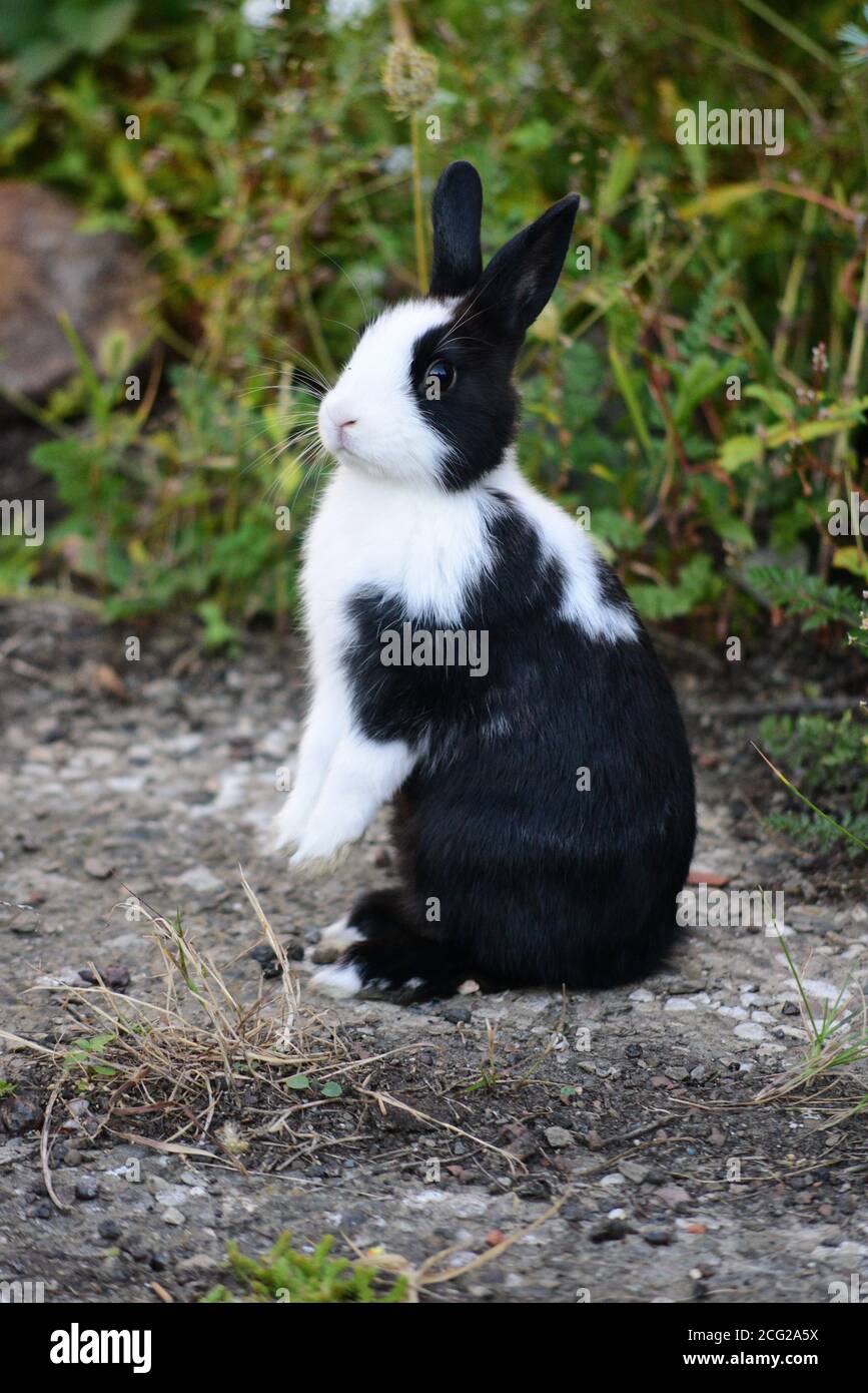 Young female domestic Hollander rabbit Stock Photo