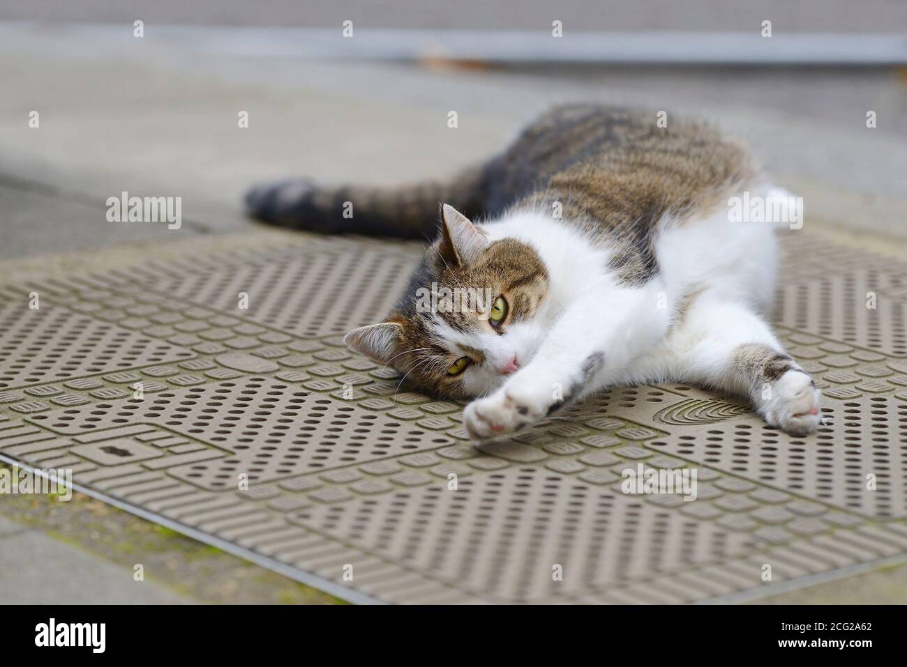 Larry the Cat, official Chief Mouser to the Office, in Downing
