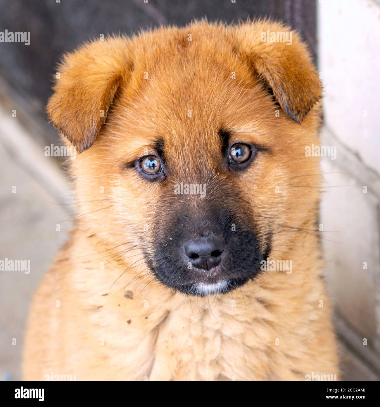 red sad puppy sitting near the closed door Stock Photo Alamy