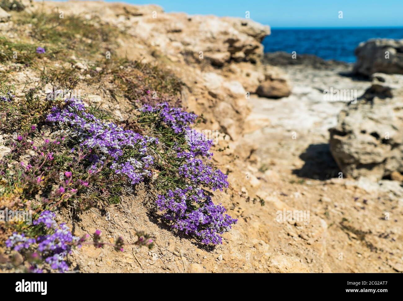 Creeping thyme Thymus praecox blooming, growing on the rocky coast of the sea. Crimea Stock Photo