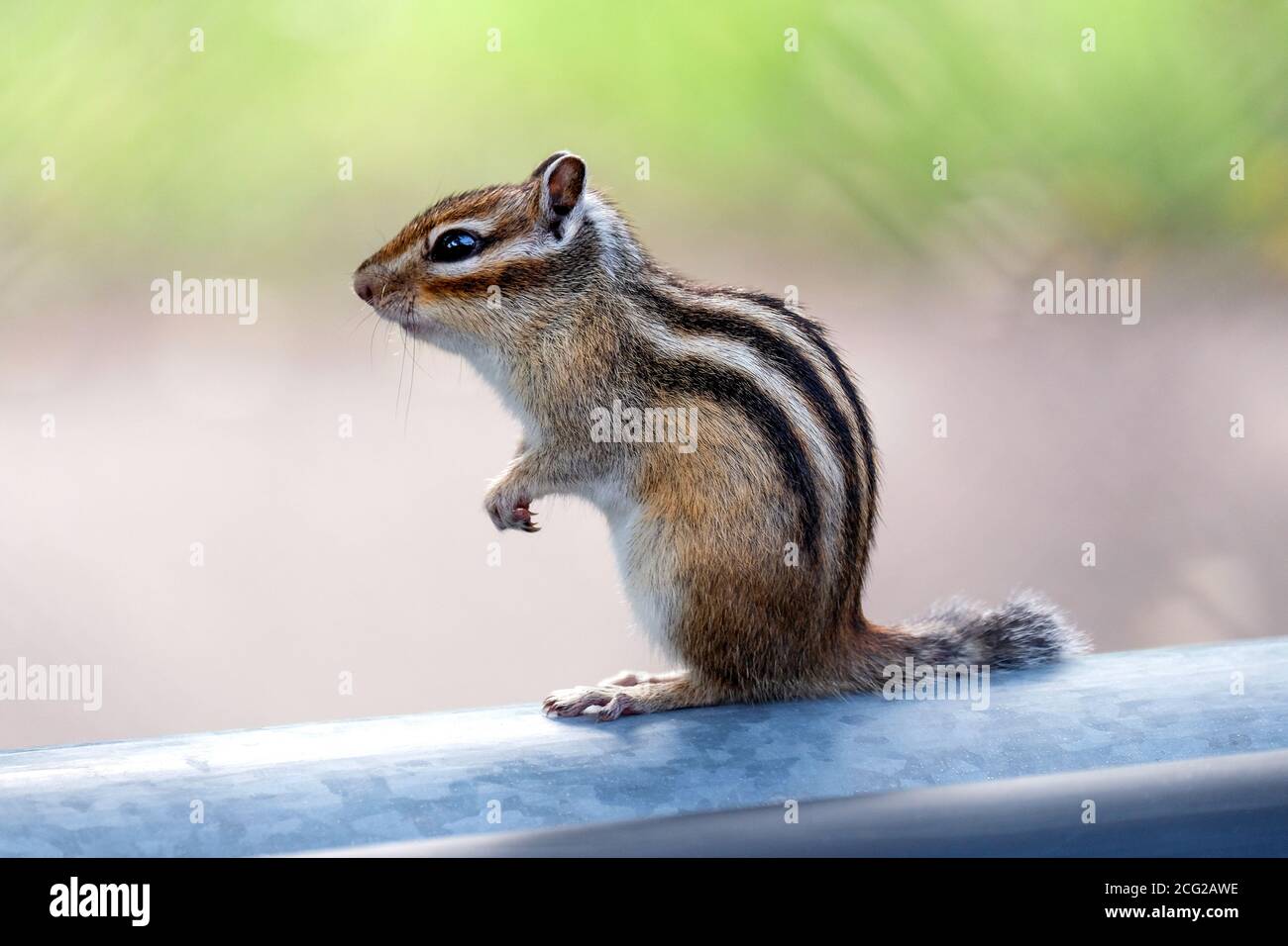 The chipmunk sits on its hind legs. Small brown wild animal with stripes on the back. Stock Photo